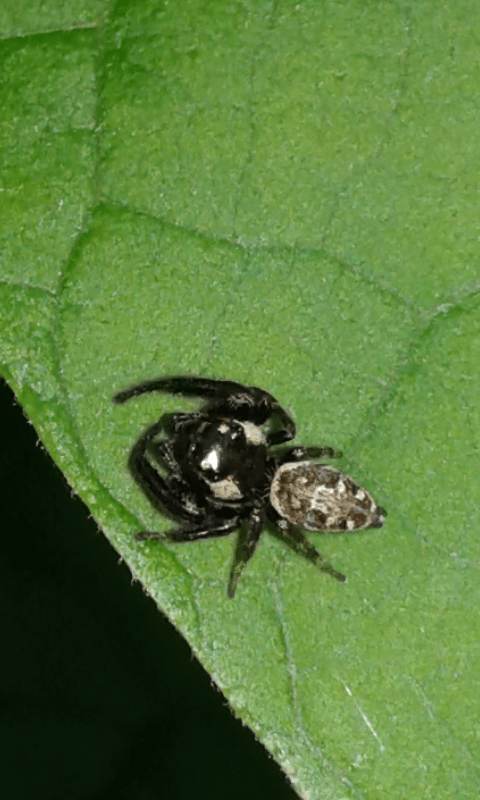 Salticidae : Macaroeris nidicolens? S�